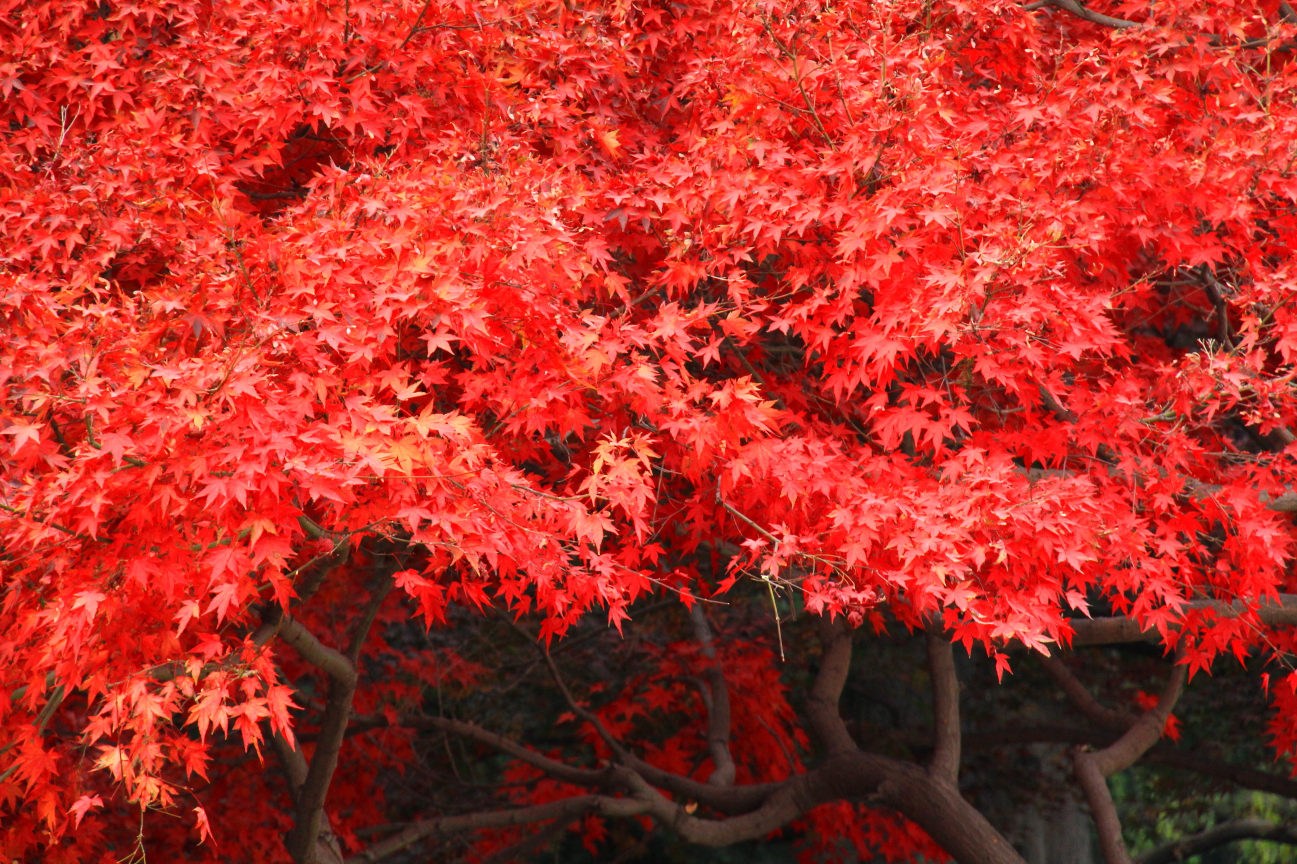 红色枫树图片素材免费下载 - 觅知网