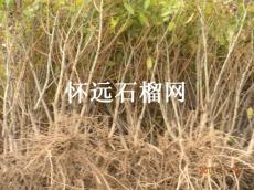 怀远优质石榴树苗
