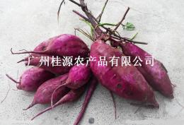 桂林平乐桃岭村农家自种紫薯
