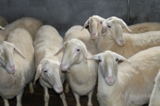 后备种羊