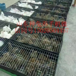 安徽肉兔养殖场