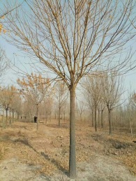 陜西國槐苗木基地批發價格低