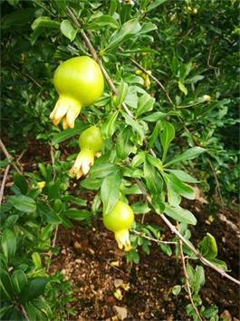 夏季怎么給石榴樹摘心，抹芽，有什么用處？