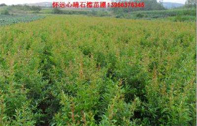 石榴樹哪里有賣？5公分 6公分 7公分懷遠石榴樹 植樹節 心晴石榴樹苗圃 品種多樣