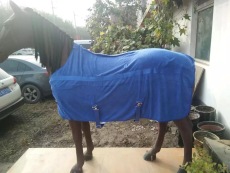 HORSE301 horse rug