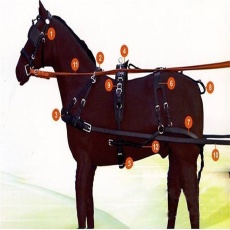 HORSE212 horses took belt