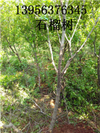 懷遠石榴樹有一種品種是特別抗凍的，就是瑪瑙石榴樹。